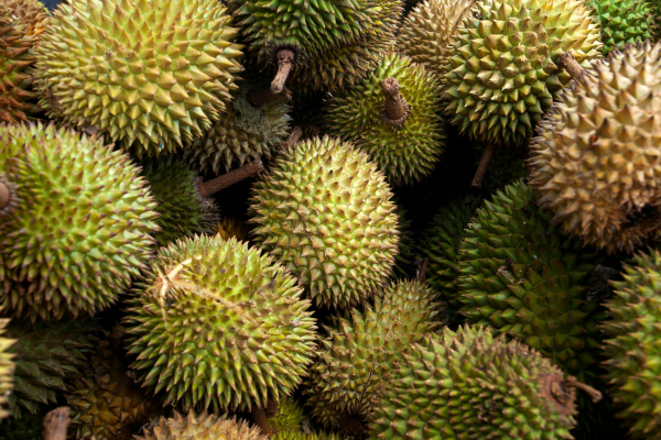 kiểm dịch thực vật xuất khẩu